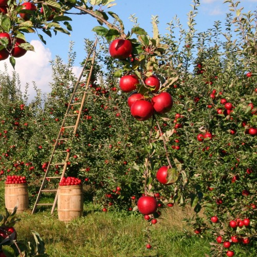 vegan belgesi nasıl alınır